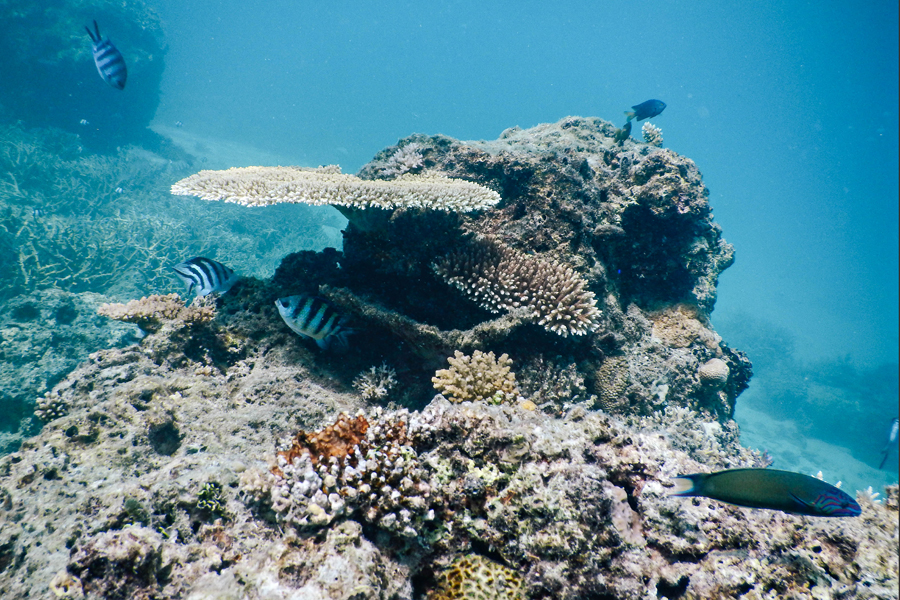 Colorful Coral Reefs Of Fiji Entouriste