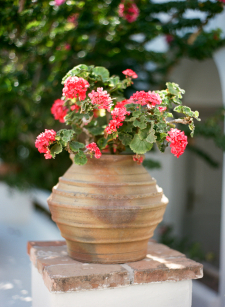 Flowers in Mykonos - Entouriste