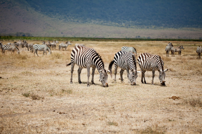 Zebra Tanzania - Entouriste