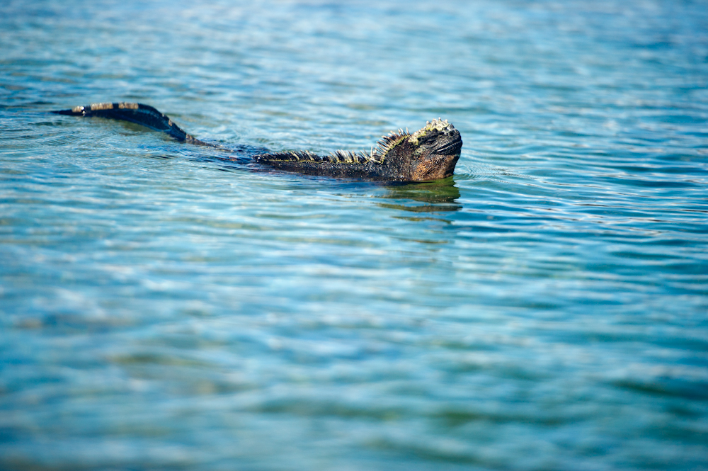 Морская игуана фото под водой