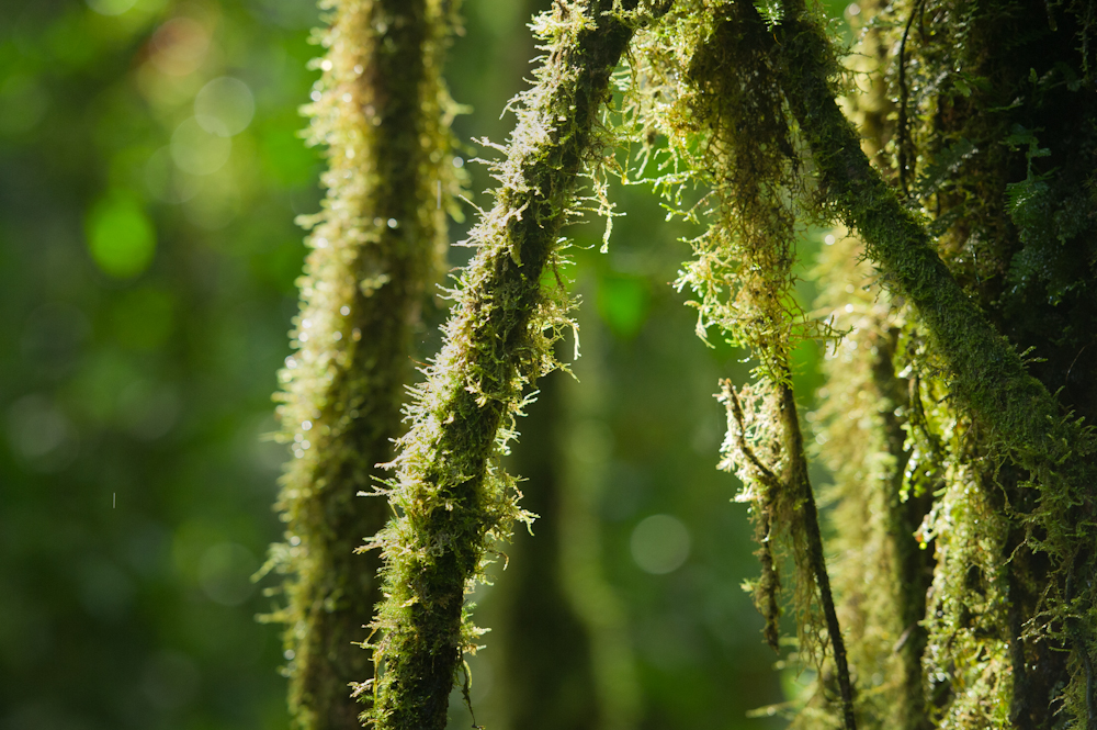 Mossy Branches in Rwanda - Entouriste