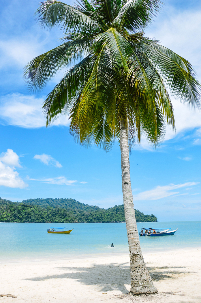  Palm Tree on the Beach  in Malaysia Entouriste