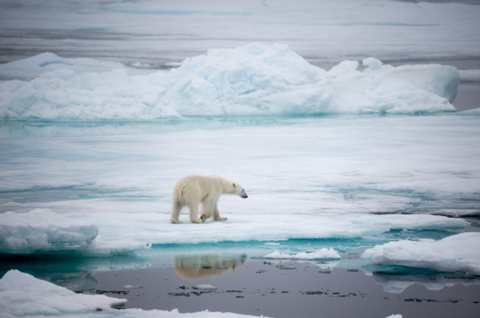 Wildlife in the Arctic - Entouriste