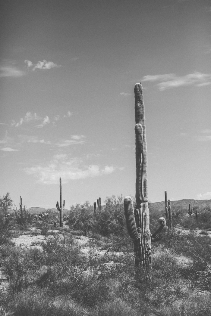 Cacti in Scottsdale Arizona - Entouriste