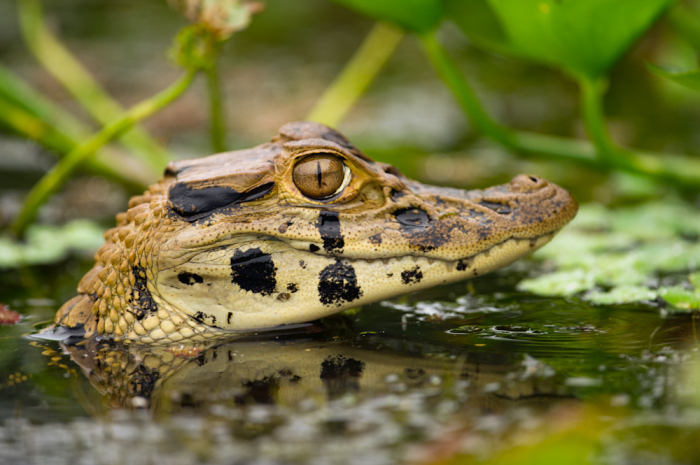 Wildlife in the Amazon - Entouriste