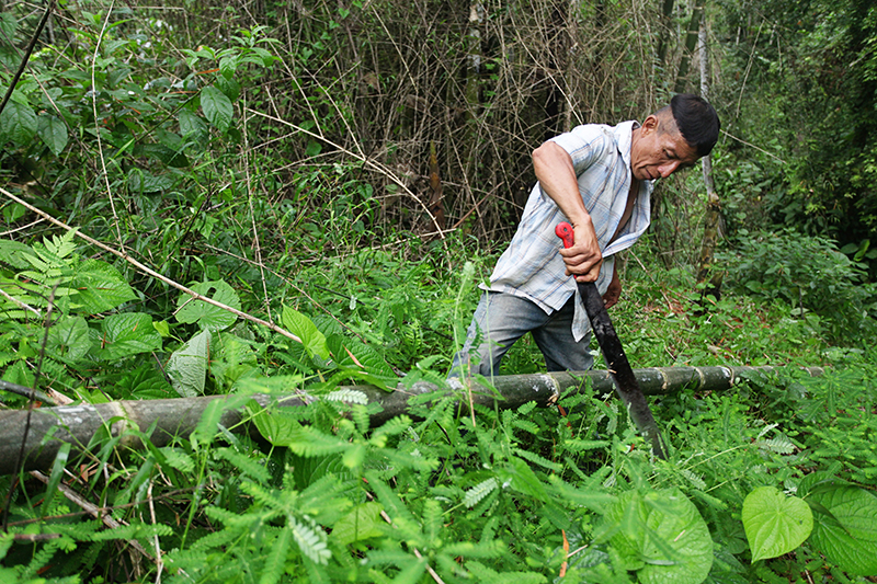 Man cutting bamboo Banque de photographies et d'images à haute