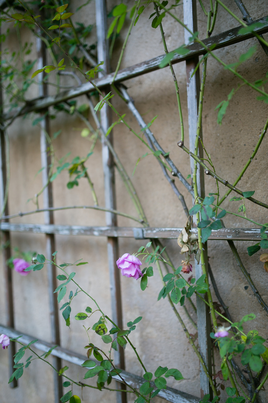 Creeping Roses In Prinz Georg Garten In Darmstadt Germany Entouriste