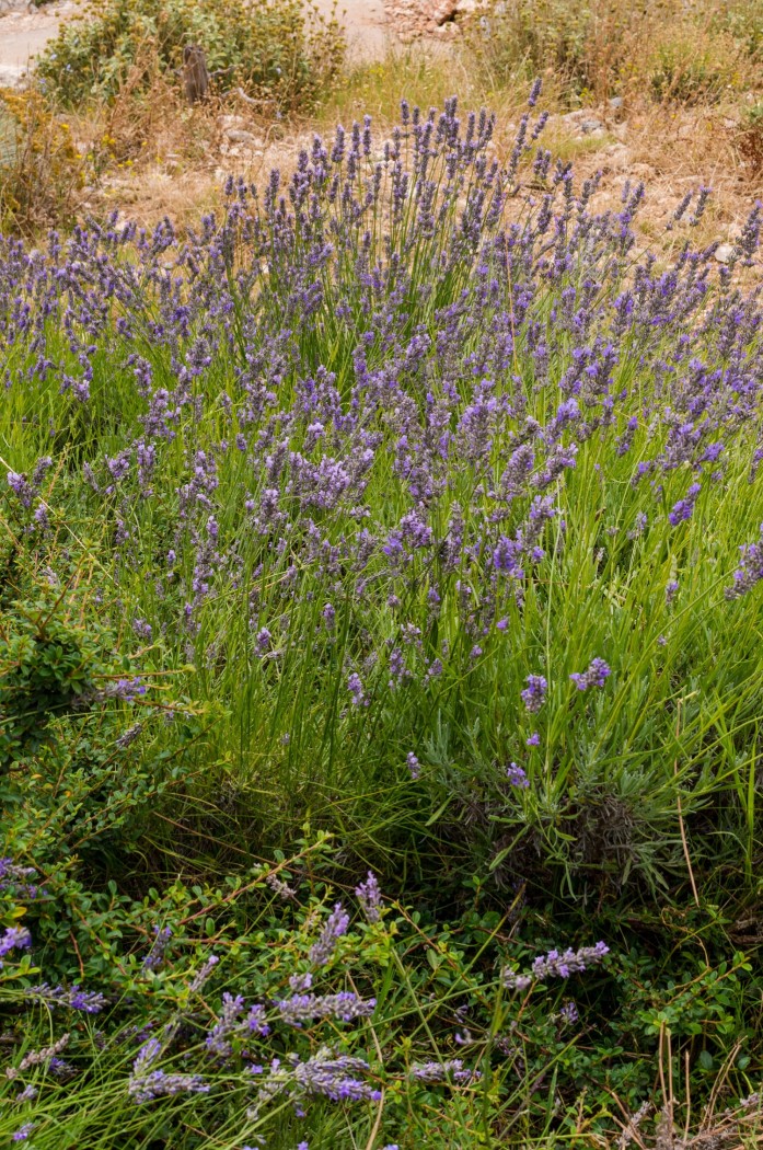 Lavender in Dubrovnik Croatia - Entouriste